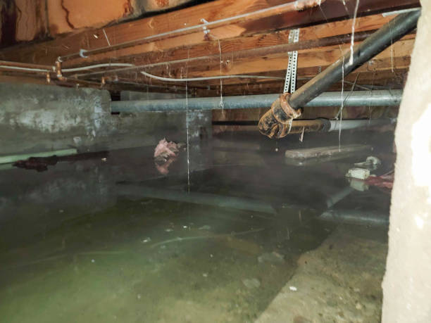Best Water damage restoration cost  in Dania Beach, FL
